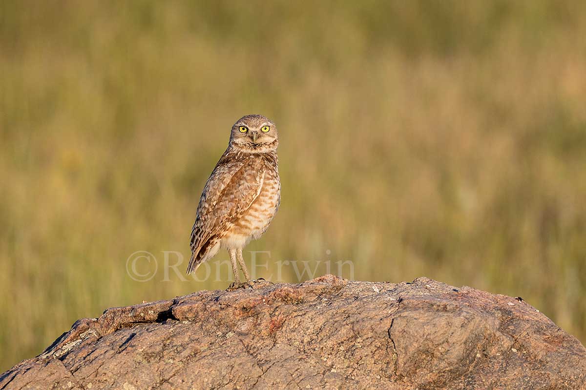 Burrowing Owl