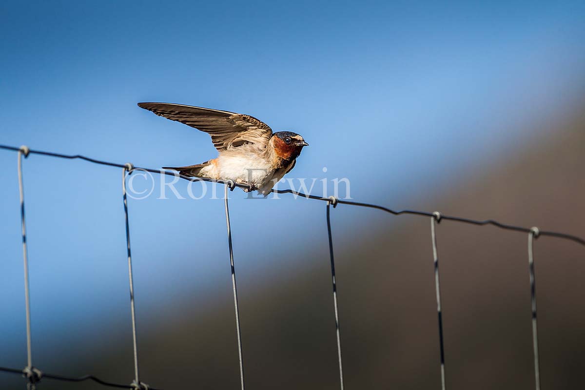 Cliff Swallow Adult