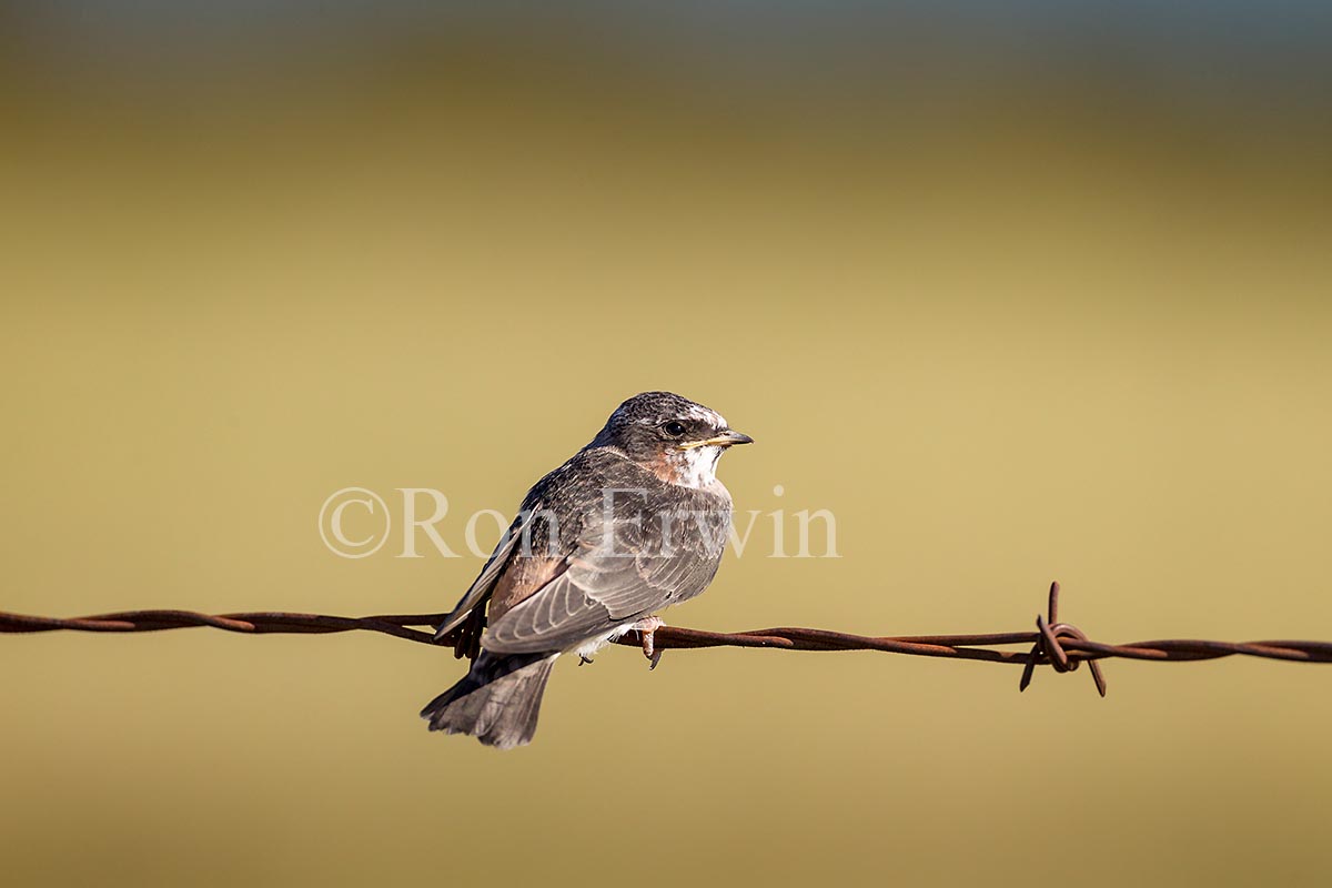 Cliff Swallow Juvenile