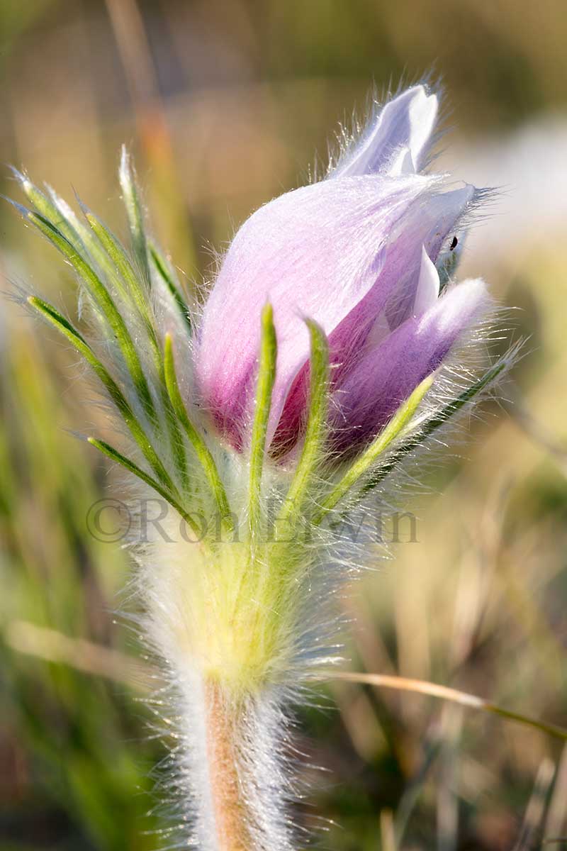 Prairie Crocus