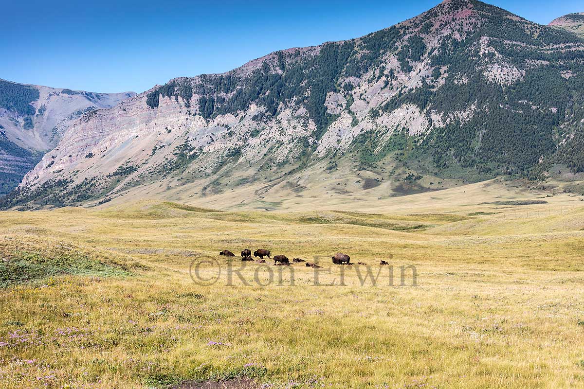 Plains Bison Herd, AB