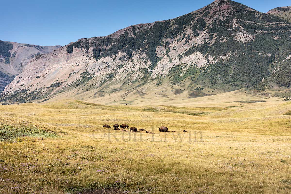 Plains Bison Herd, AB