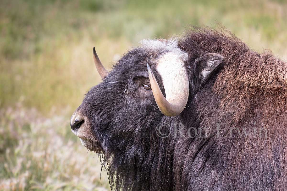 Muskox