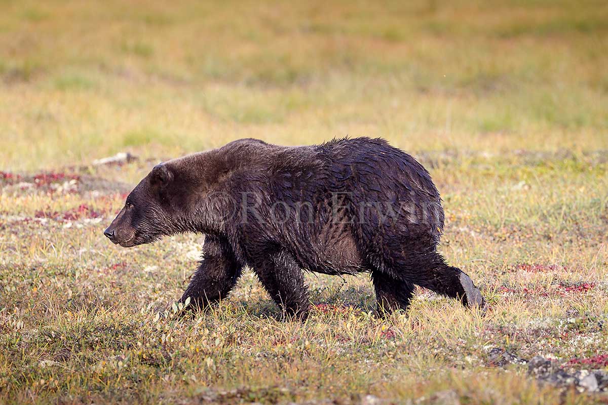 Grizzly Bear