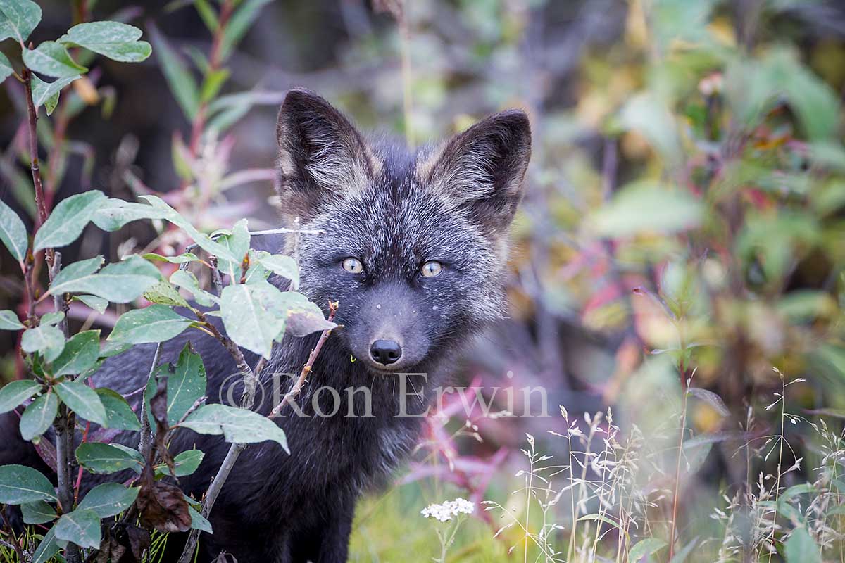 Young Silver Fox (Red Fox)