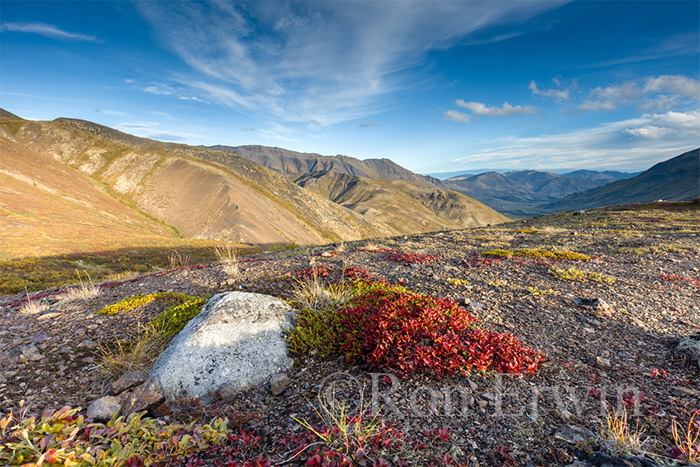Fall colour in Tombstone Park, YT