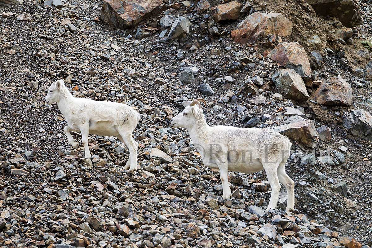 Dall Sheep, Yukon