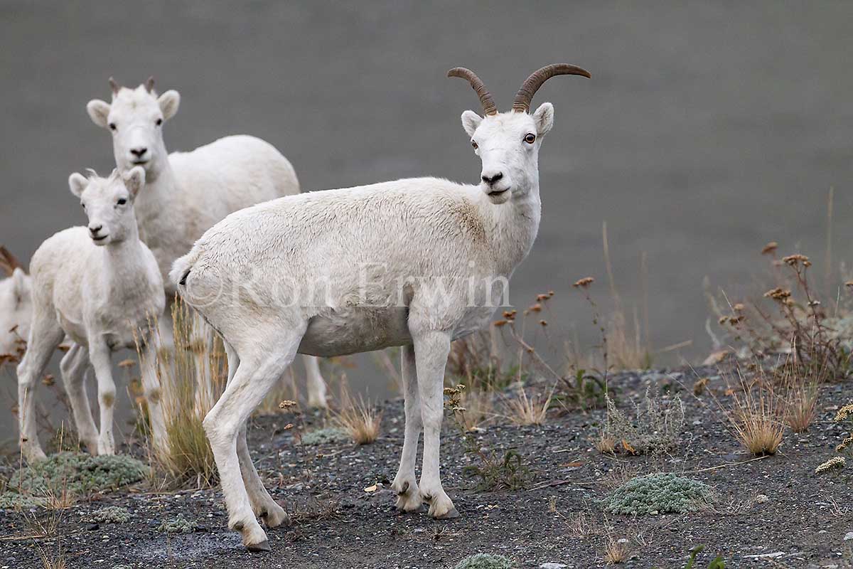 Dall Sheep Ewe & Lambs