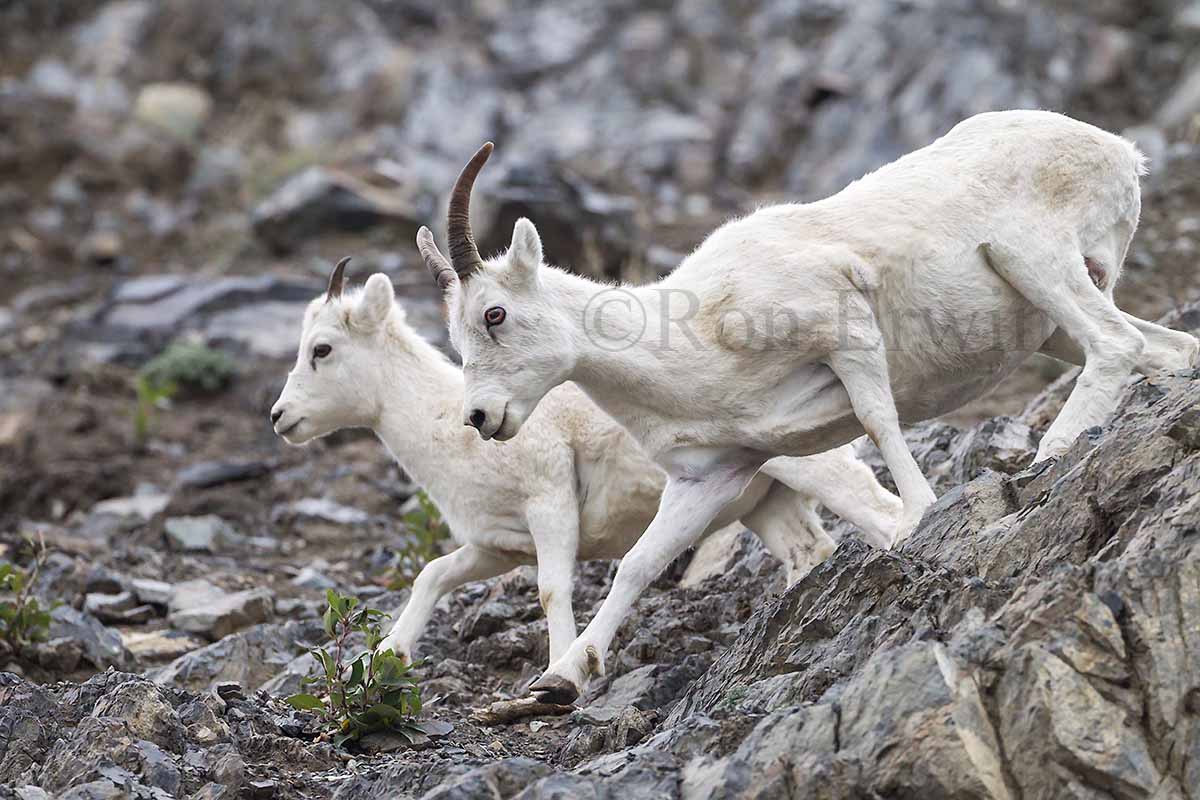 Dall Sheep, Yukon