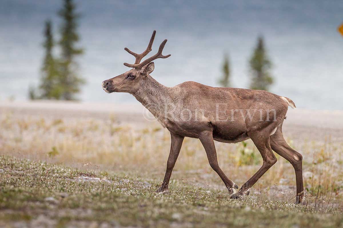 Woodland Caribou