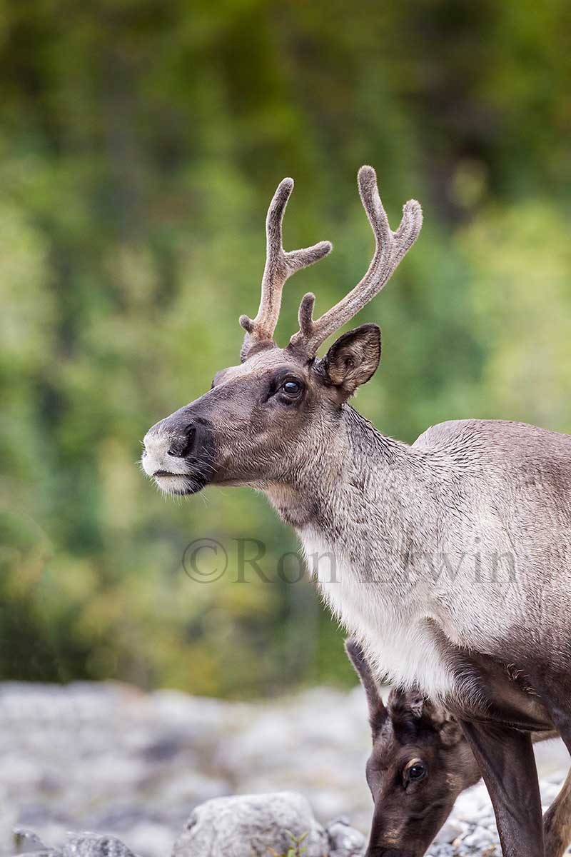 Woodland Caribou