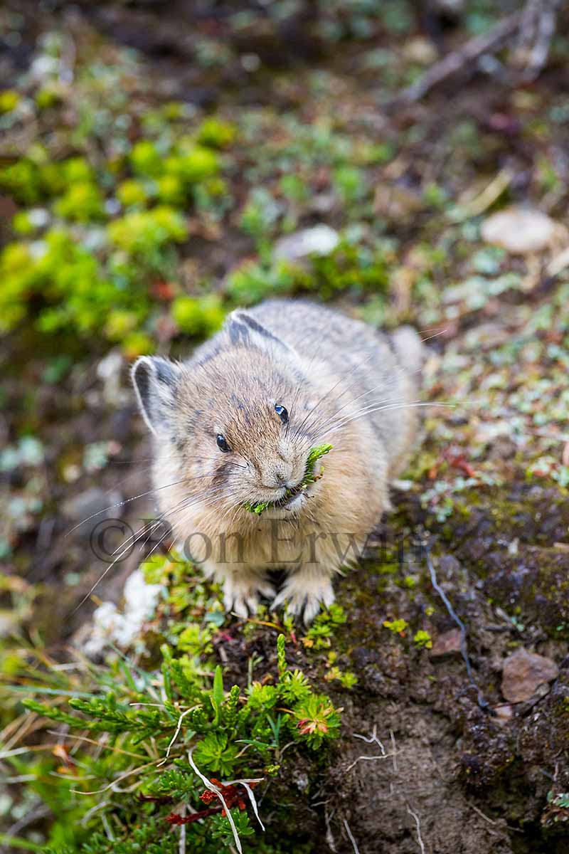 American Pika