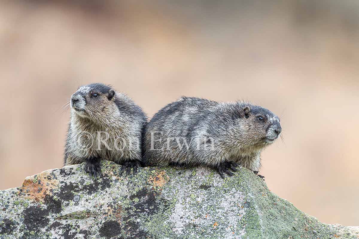 Hoary Marmots