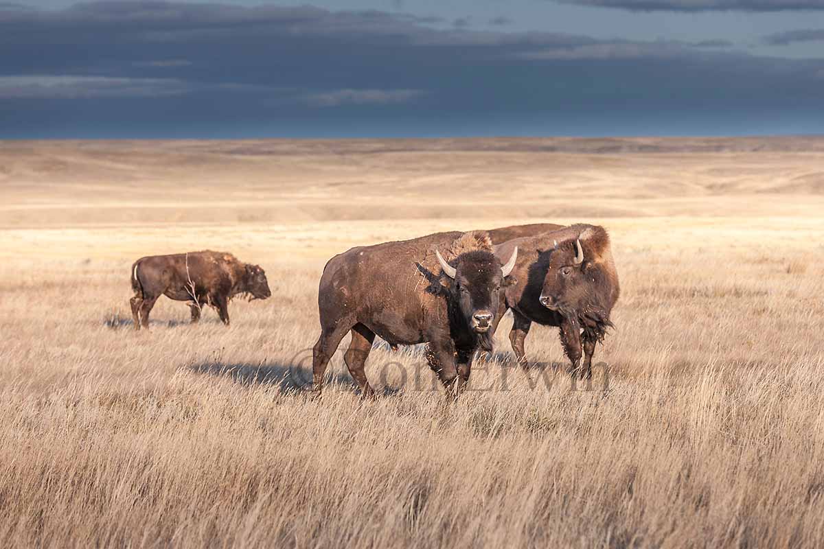 Plains Bison Herd