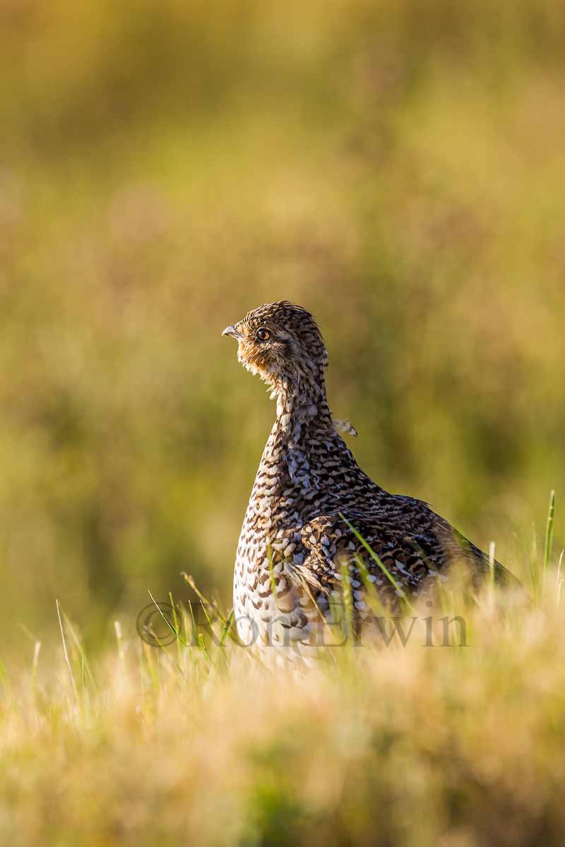 Sharp-tailed Grouse