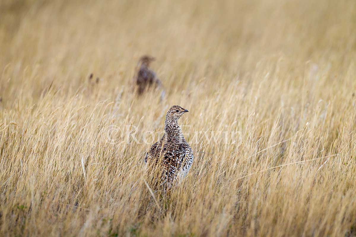 Sharp-tailed Grouse