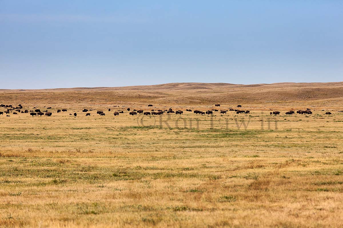 Plains Bison Herd