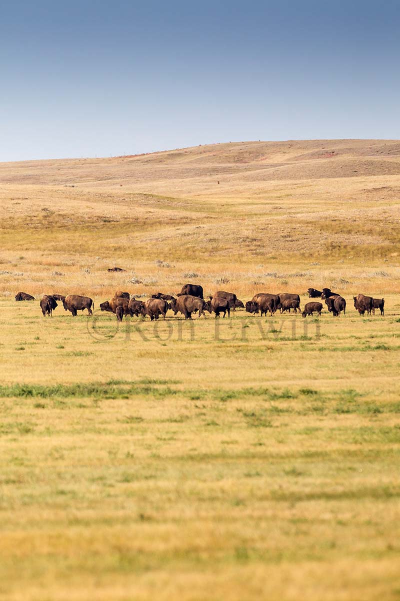 Plains Bison Herd