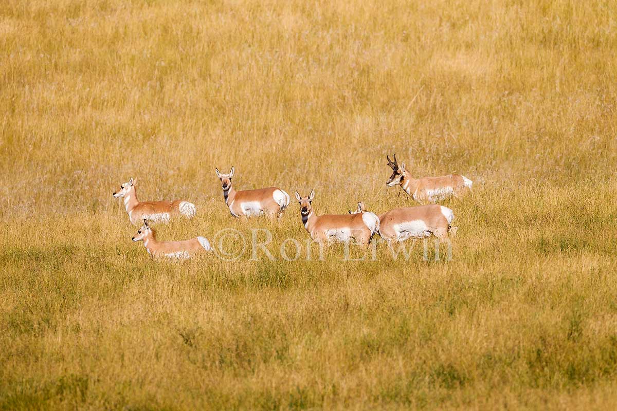 Pronghorn Herd