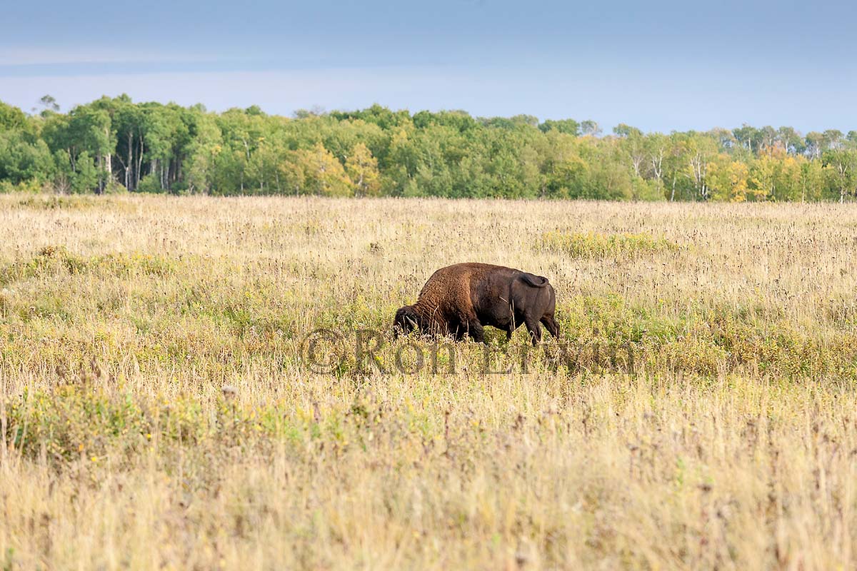 Plains Bison