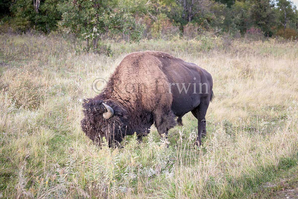 Plains Bison