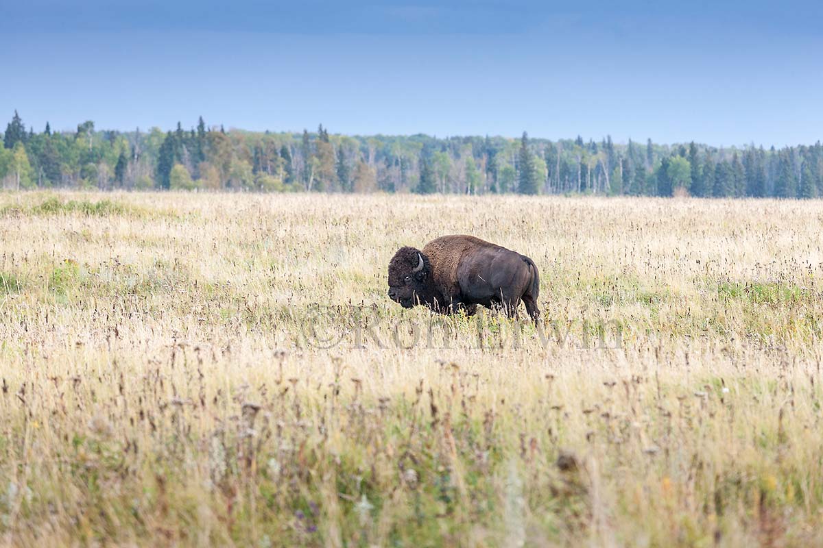 Plains Bison