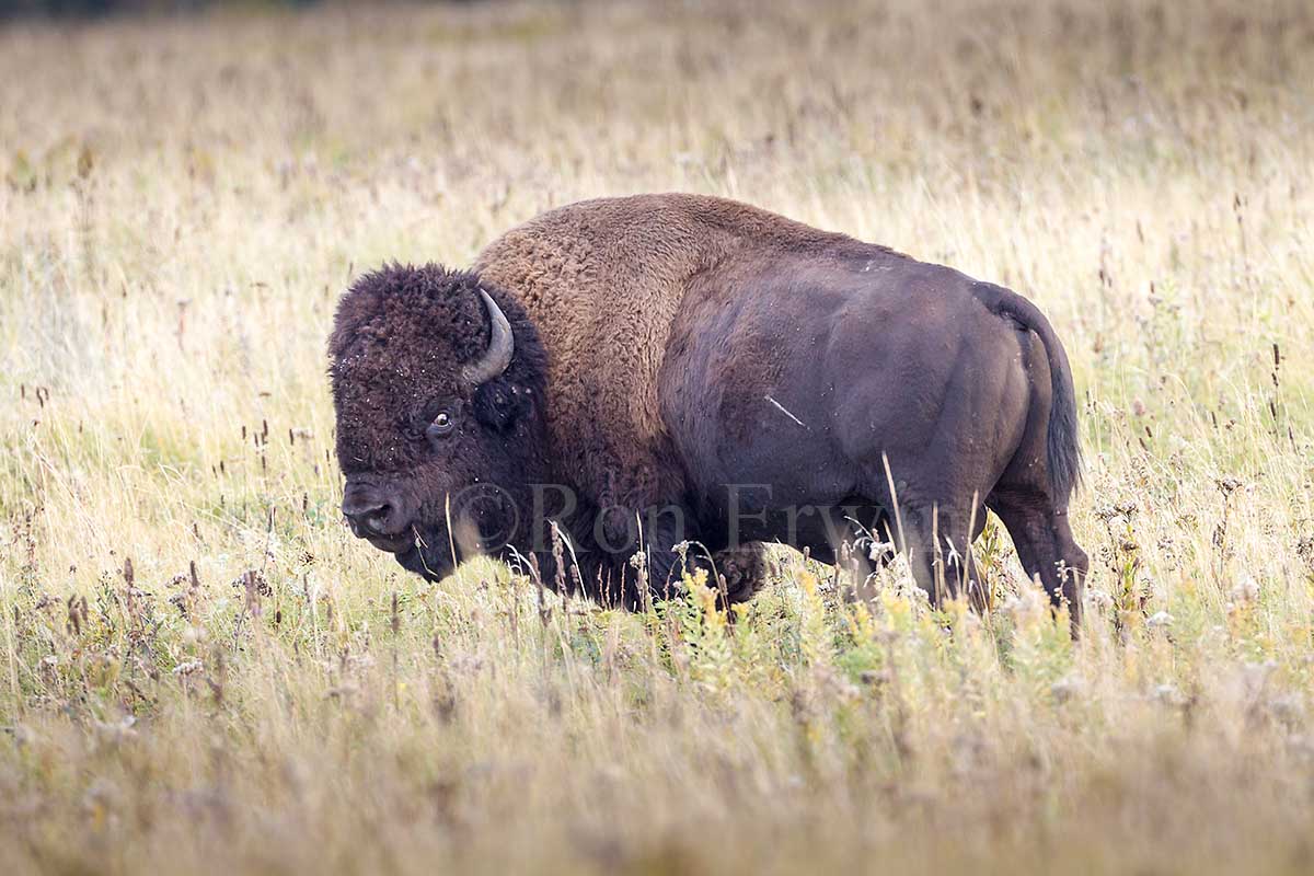 Plains Bison