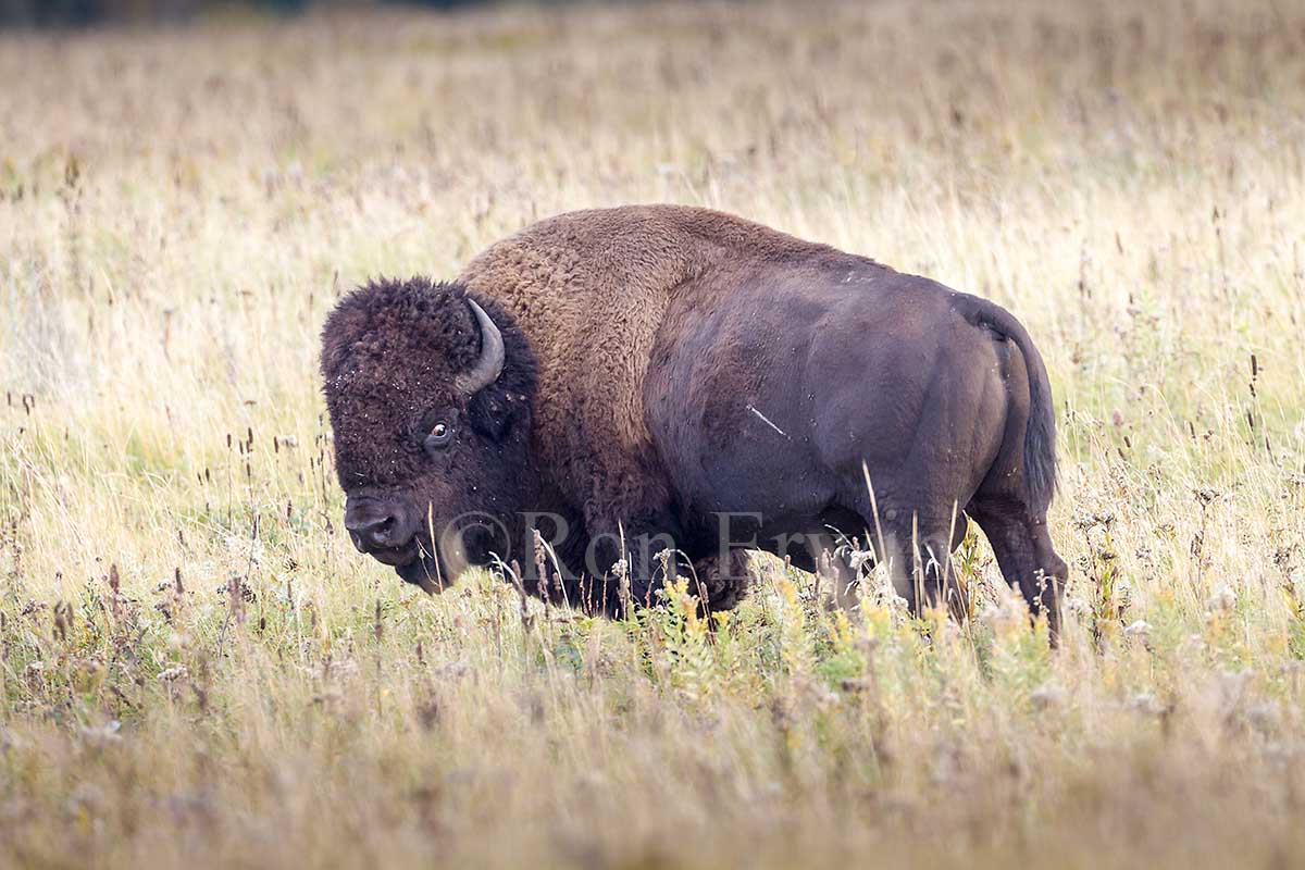 Plains Bison
