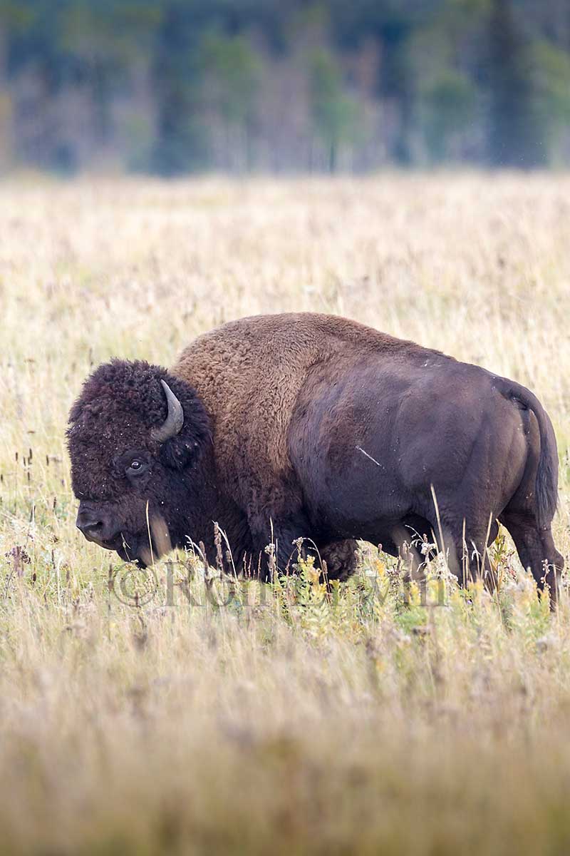 Plains Bison