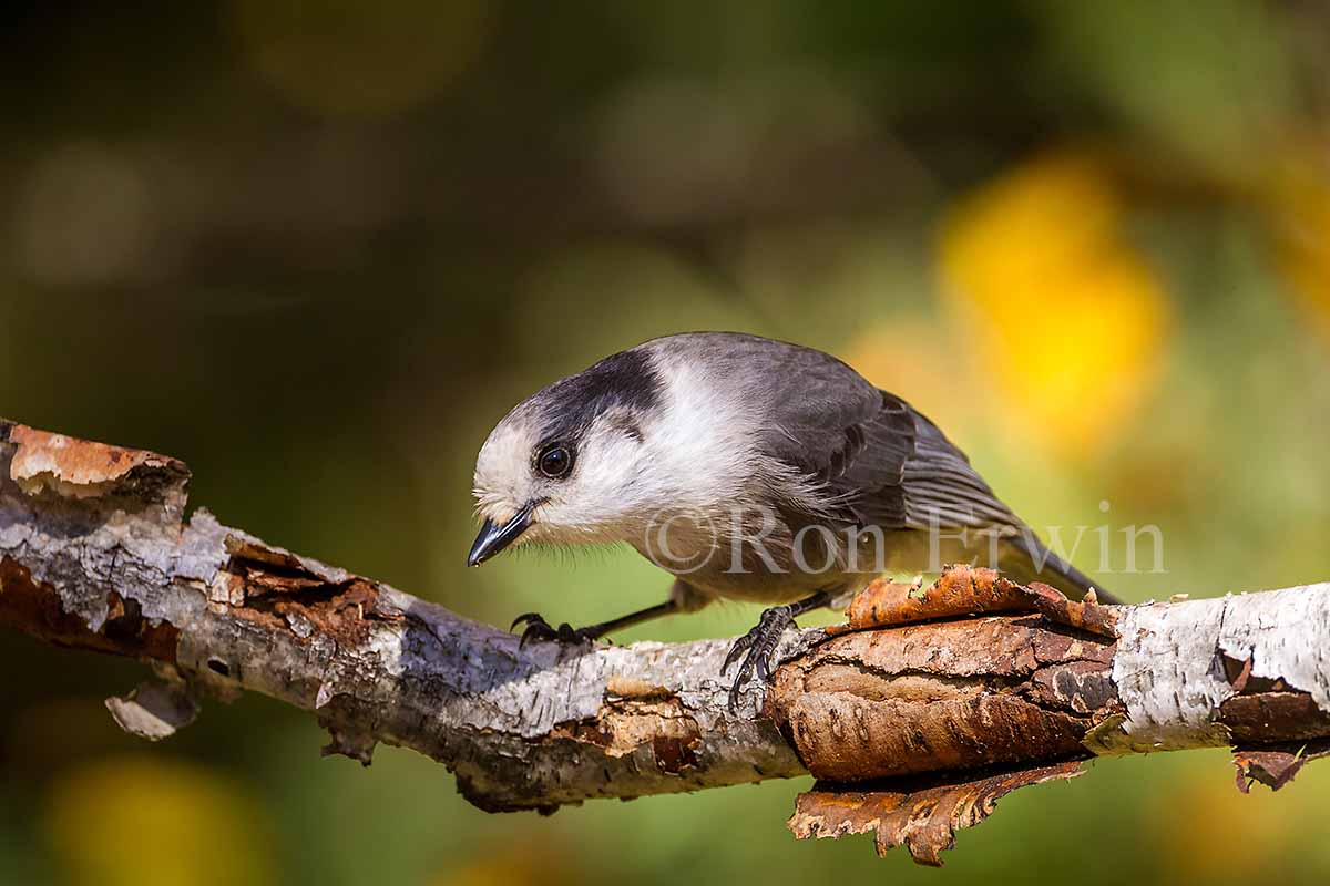 Gray Jay