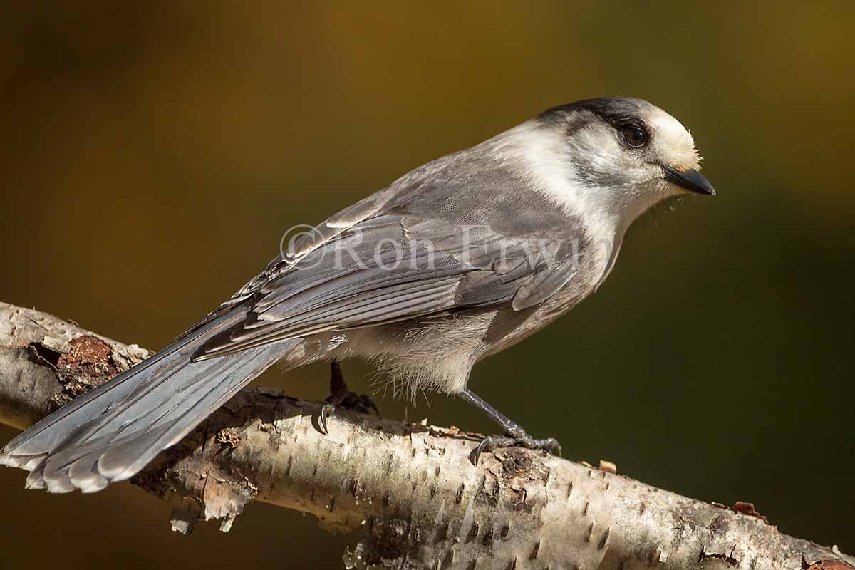 Gray Jay