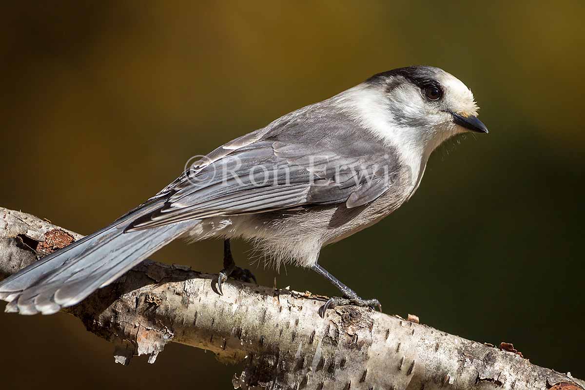 Gray Jay