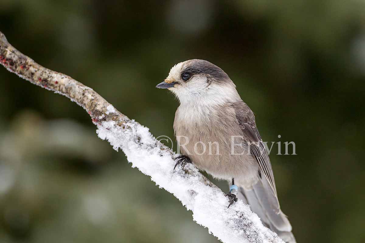 Gray Jay