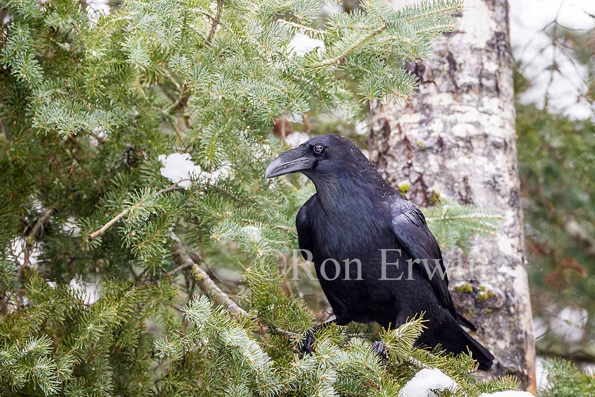 Common Raven