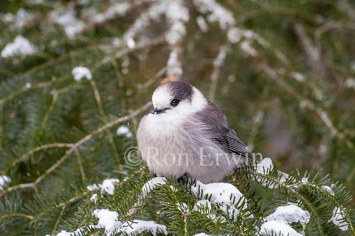 Gray Jay