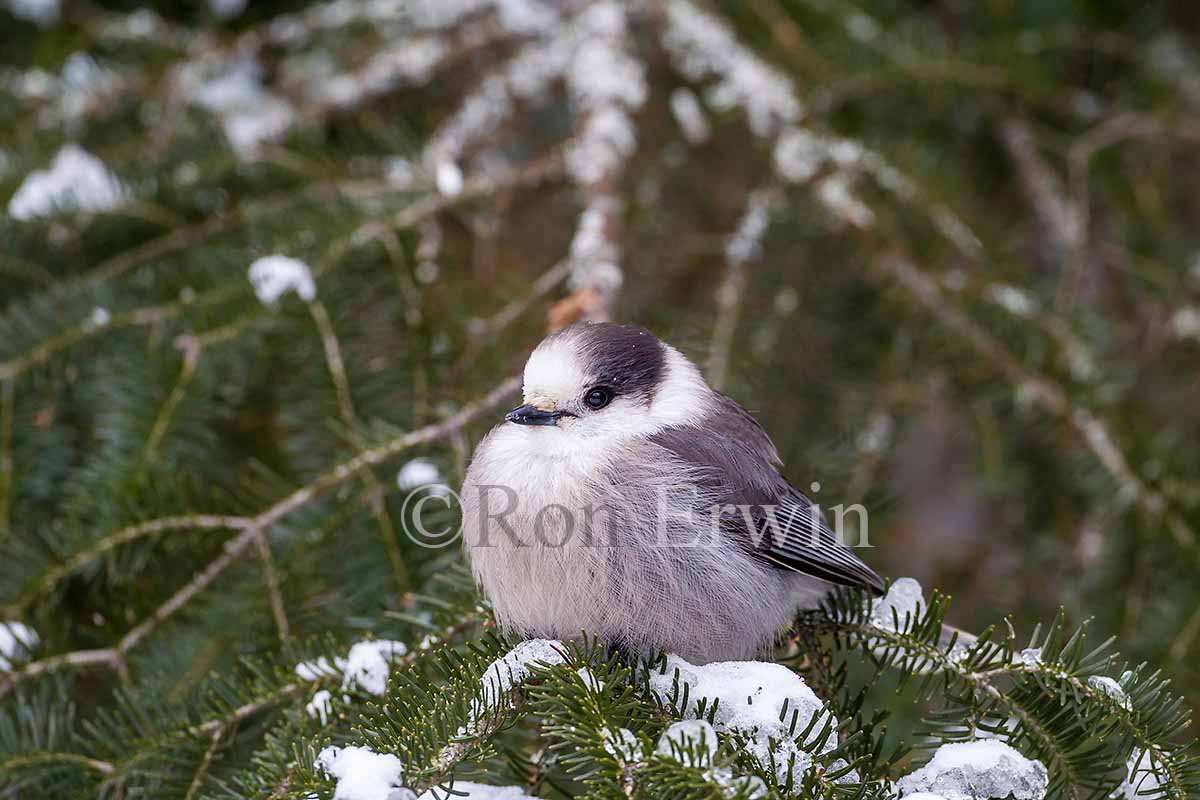 Gray Jay