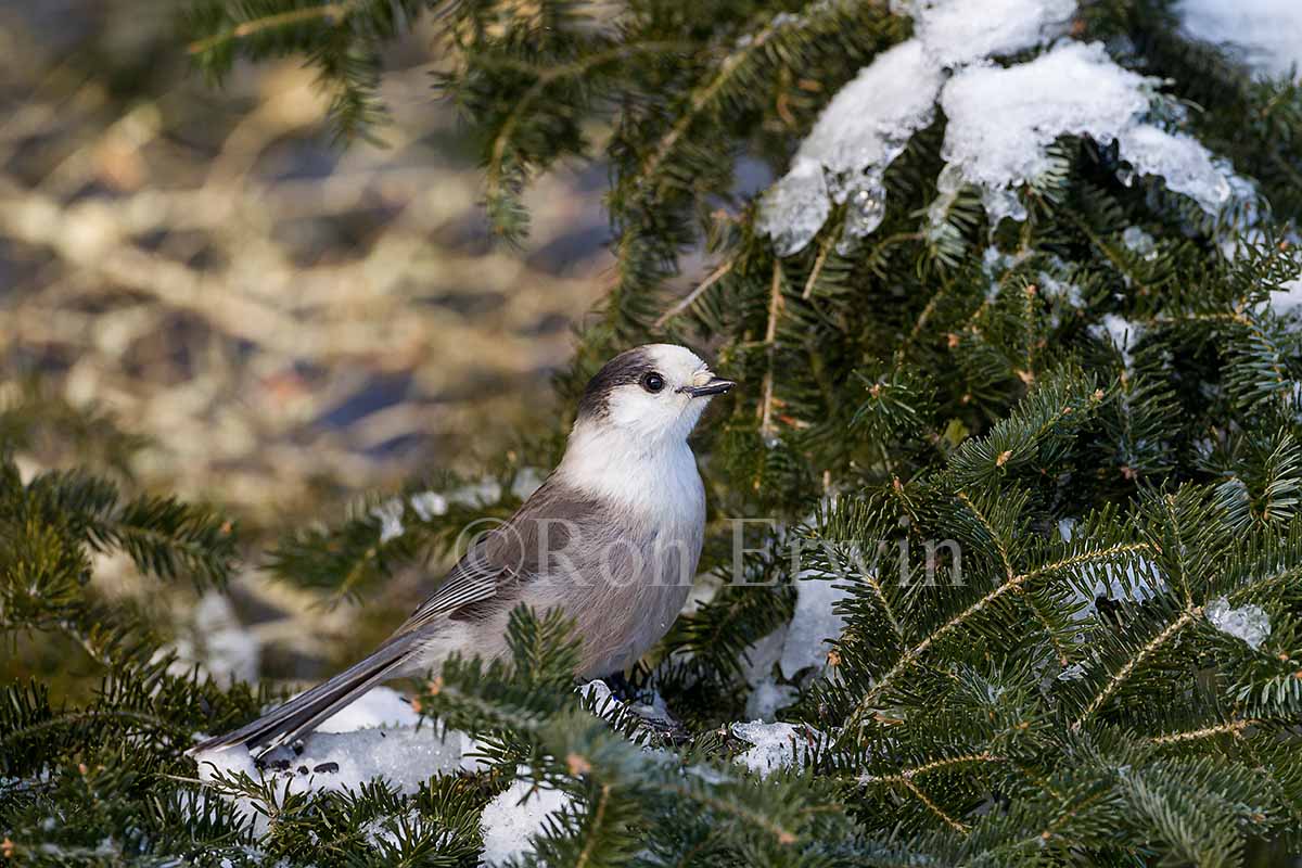 Gray Jay