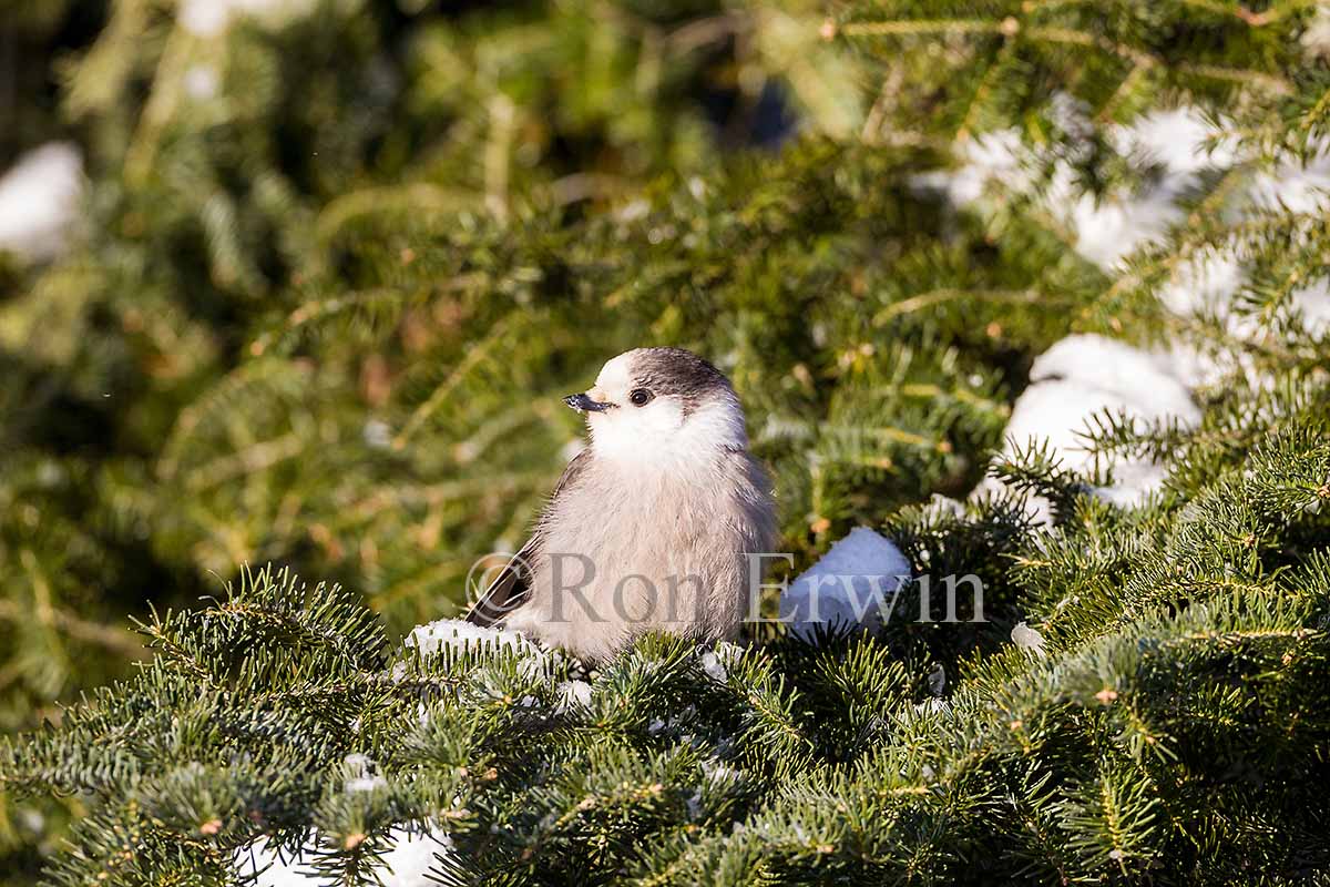 Gray Jay