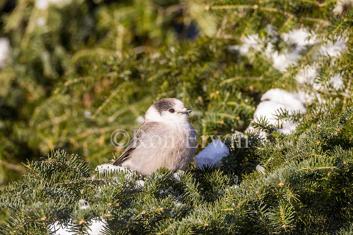 Gray Jay