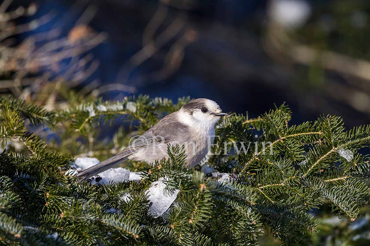 Gray Jay