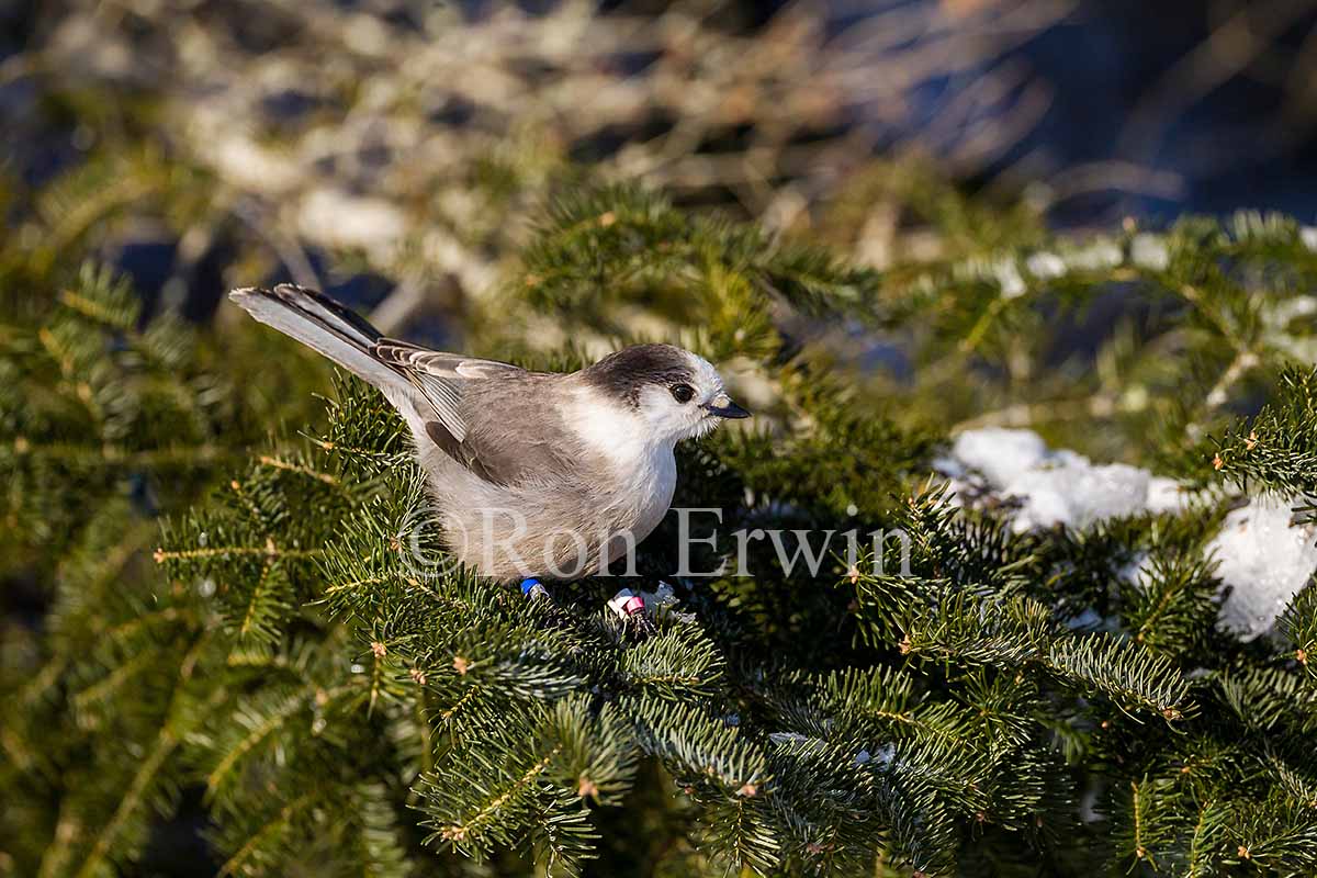 Gray Jay