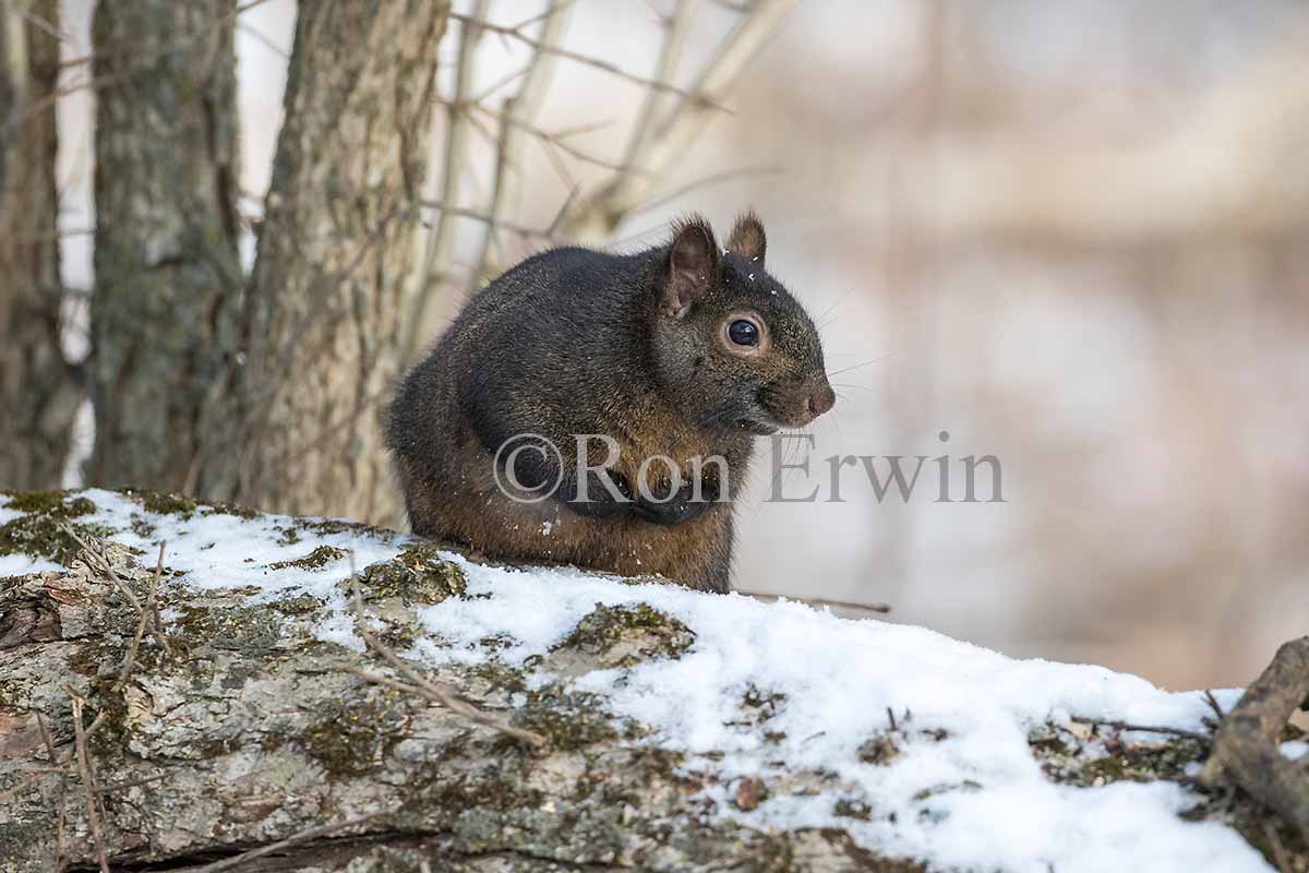 Eastern Gray or Grey Squirrel