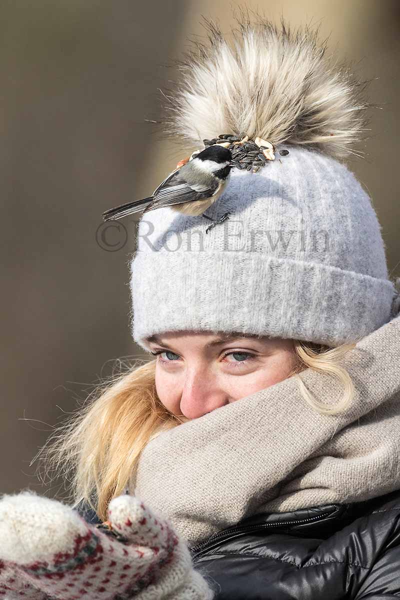 Feeding Chickadees