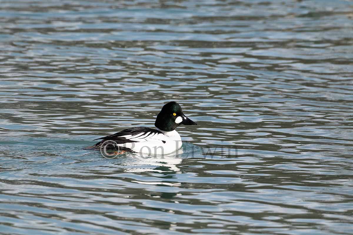 Male Common Goldeneye