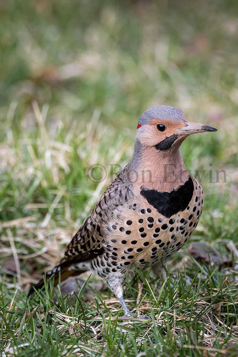 Northern Flicker Yellow-shafted Male