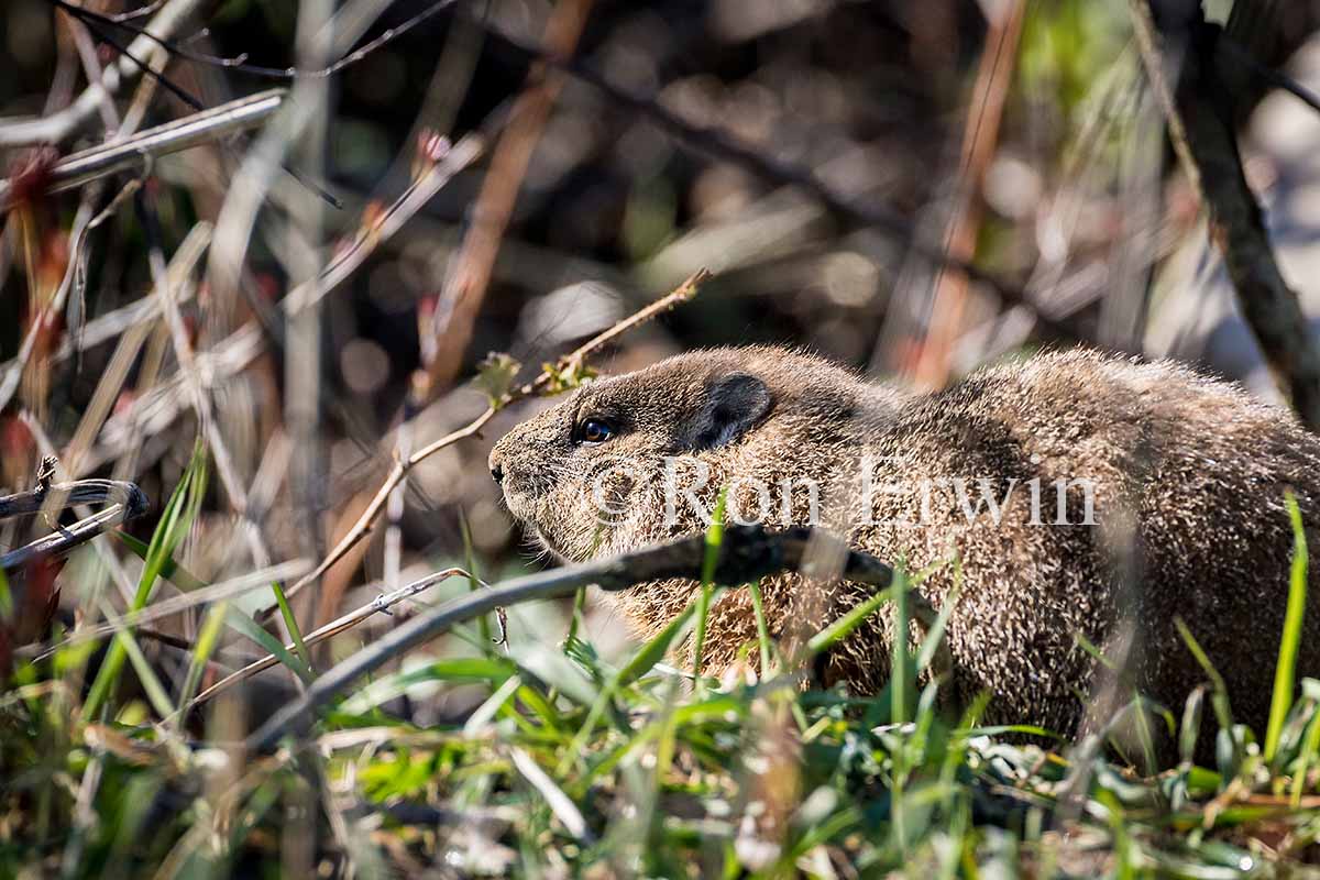 Groundhog or Woodchuck