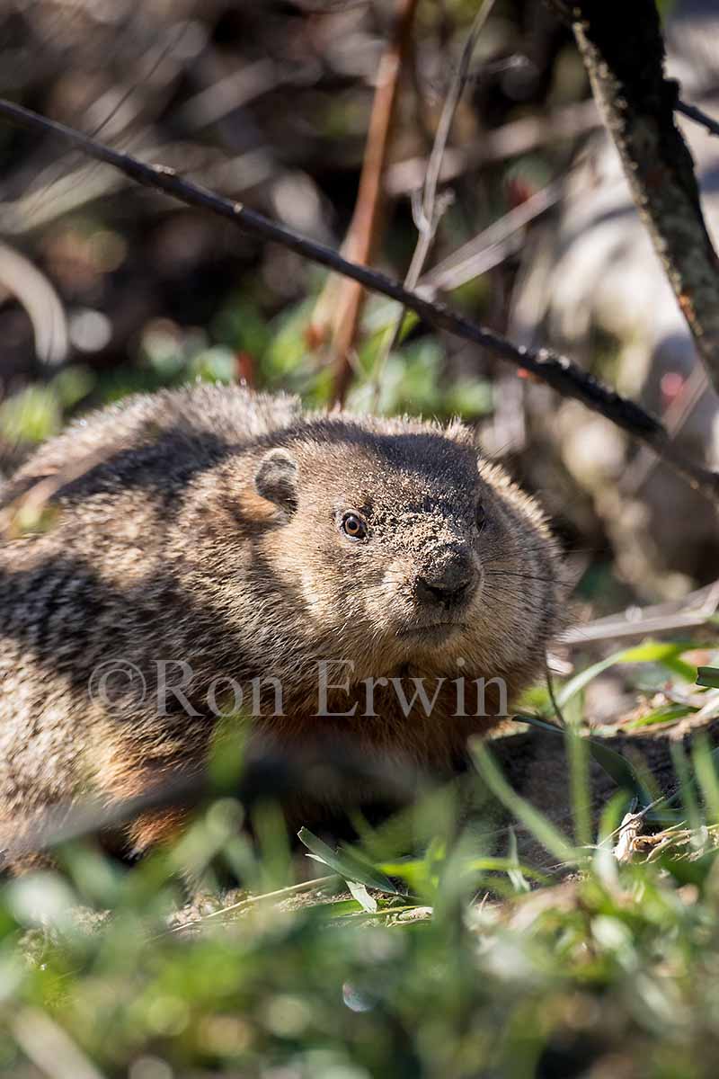 Groundhog or Woodchuck