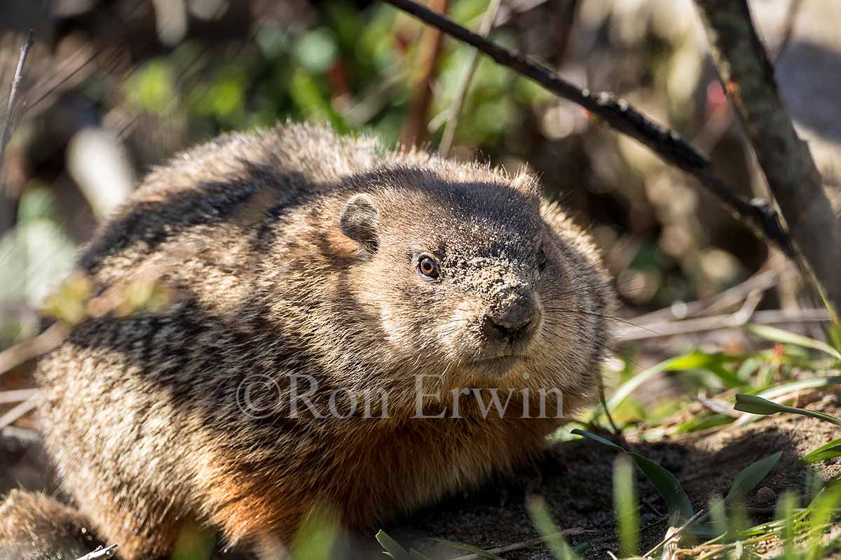 Groundhog or Woodchuck