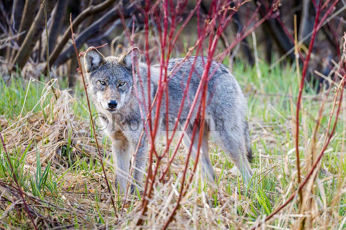 Eastern Coyote
