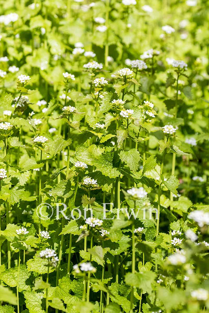 Garlic Mustard